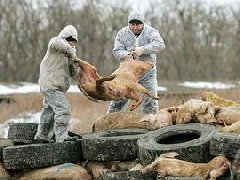 網(wǎng)傳“今珠多糖可防治非洲豬瘟”是真是假？