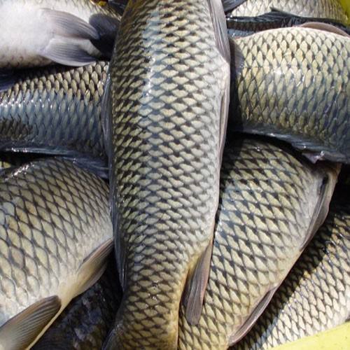草魚中檢測出獸藥殘留，為什么水產(chǎn)品頻頻中招