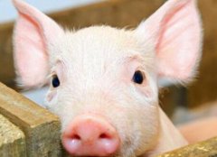 瘦肉精檢測儀如何杜絕豬肉“瘦肉精”問題？