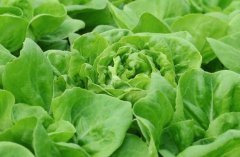 農(nóng)殘快速檢測儀對(duì)同植株的檢測結(jié)果一致嗎？