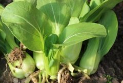 農(nóng)藥殘留速測儀可以規(guī)范農(nóng)藥的使用嗎？